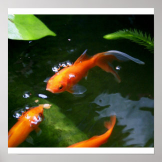 Poster PEIXES: www.debbie-may.fineartamerica.com