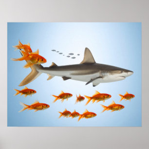 Poster “Peixinho Dourado Minúsculo, Energia de Tubarão Gi