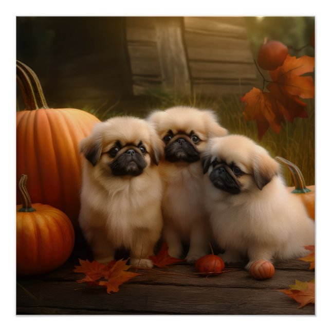 Pôster Pekingese Puppy Autumn Delight Pumpkin (Frente)