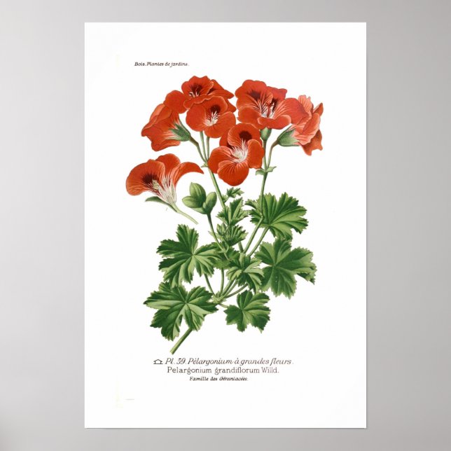 Poster Pelargonium grandifloro (Frente)