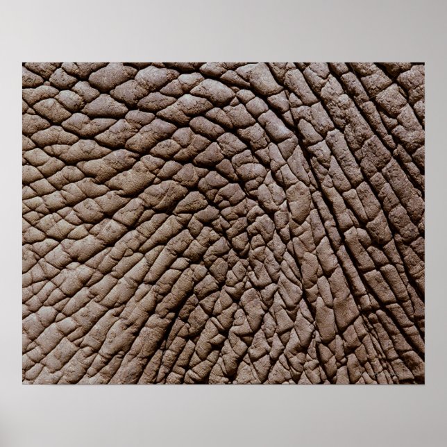 Pôster Pele africana de elefantes (Loxodonta africana) (Frente)