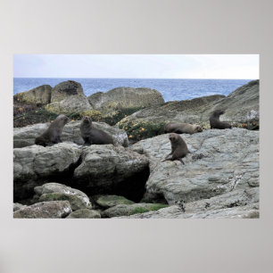 Poster Pele de focas