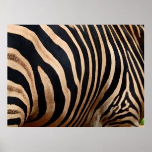 Poster pele do cabelo de zebraskin,animal,fundo,preto,cor