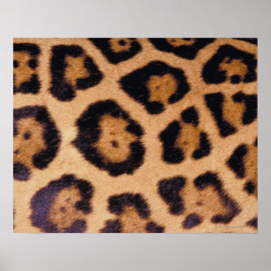 Pôster Pele do leopardo