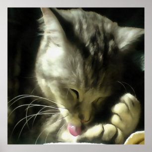 Pôster Peles Maciças E Suaves E Púrpura De Uma Gata De Ci