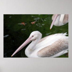 Pôster Pelican