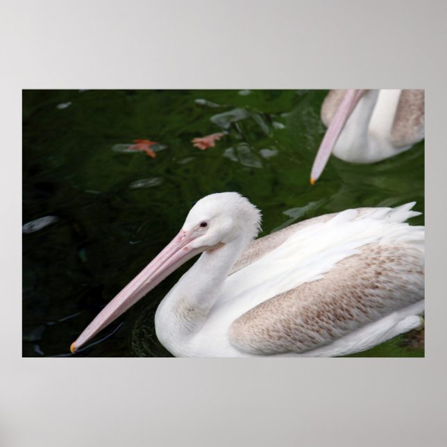 Pôster Pelican (Frente)