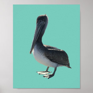 Poster Pelican
