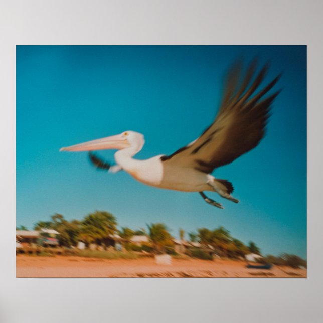 Poster Pelican (Frente)