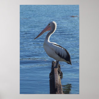 Poster Pelican