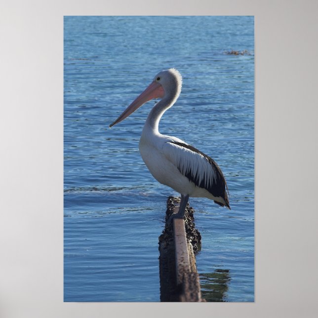 Poster Pelican (Frente)