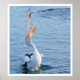 Pôster Pelican catch a Fish