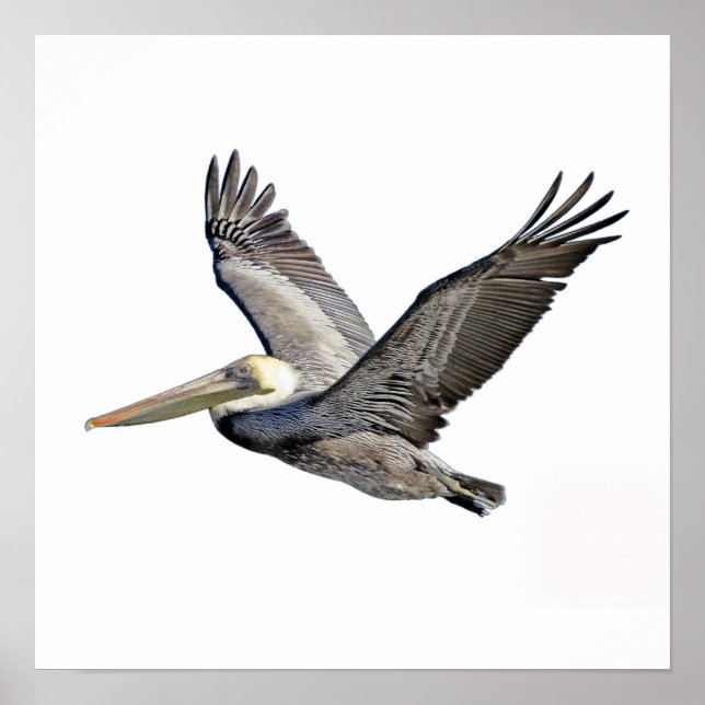 Pôster Pelican Clear (Frente)