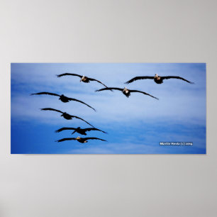 Poster Pelican Cluster IV