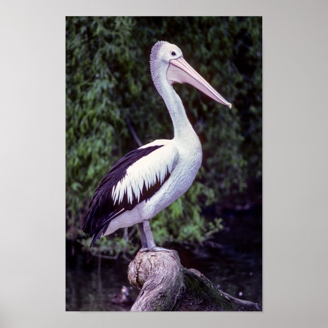 Poster Pelican em um galho, Tasmânia - Austrália (Frente)