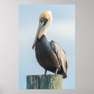 Pôster Pelican empolgado com pilão