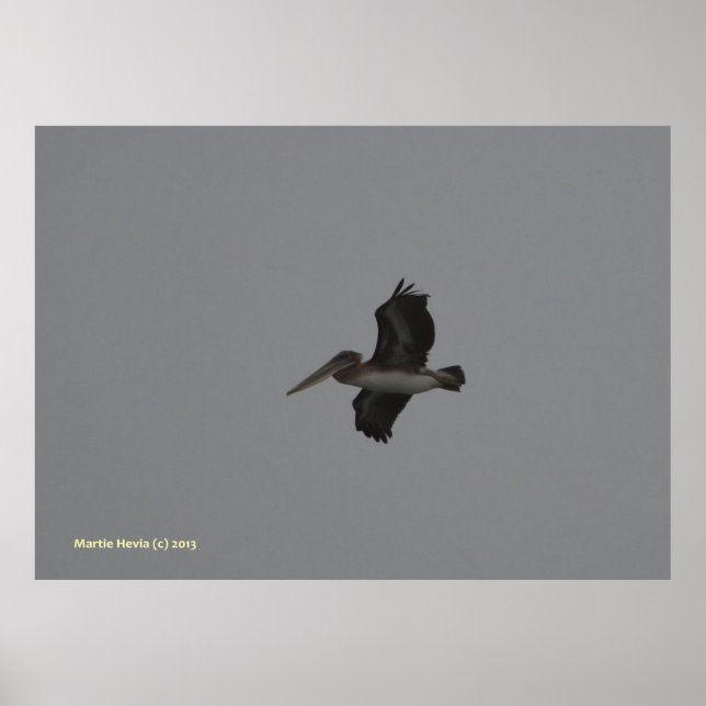 Pôster Pelican no Miramar (Frente)