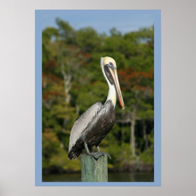 Pôster Pelican on Blue (Frente)