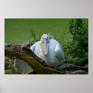 Poster Pelican Serenity A Captivating Gaze