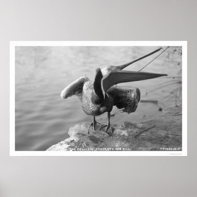 Pôster Pelican Show Off Alaska 1918 (Frente)