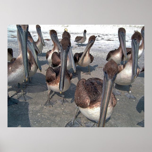 Poster Pelican Squad (Frente)