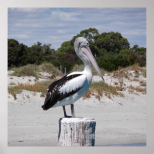 Poster Pelican Standon Posta em Sandy Beach