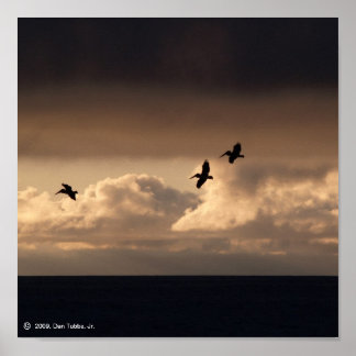 Pôster Pelican Sunset
