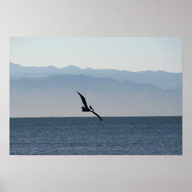 Pôster Pelican Turning to Dive (Frente)