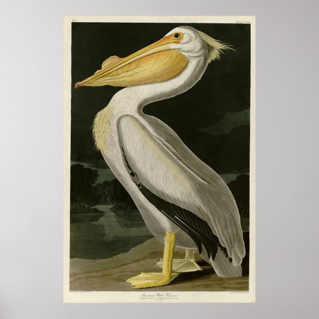 Poster Pelicano Branco Americano, Aves da América de Audu (Frente)
