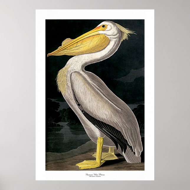 Poster Pelicano branco americano por John James Audubon (Frente)