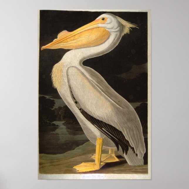 Pôster Pelicano Branco, John James Audubon (Frente)
