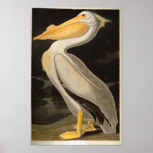 Pôster Pelicano Branco, John James Audubon