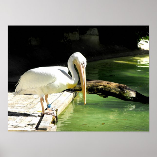 Poster Pelicano na primavera na Espanha (Frente)