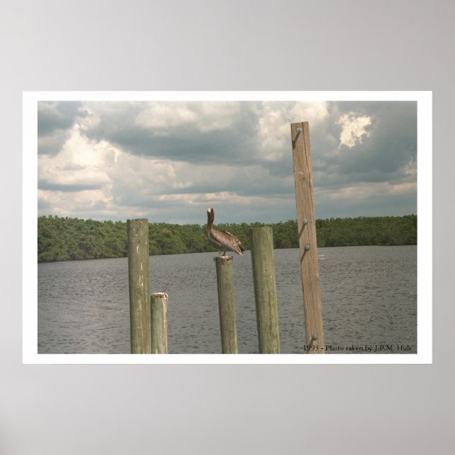 Pôster Pelicano no meio (Frente)