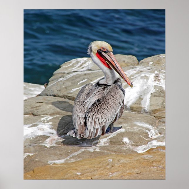 Poster Pelicano No Oceano (Frente)