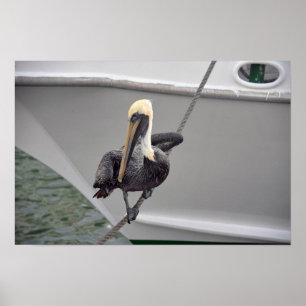 Poster Pelicano que equilibra em uma corda, Florida de