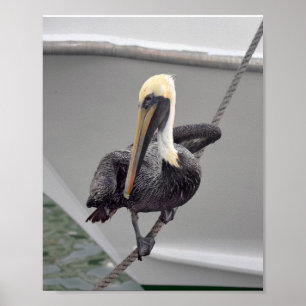 Poster Pelicano que equilibra em uma corda, Florida de