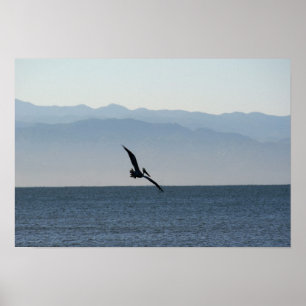 Pôster Pelicano que gira para o mergulho