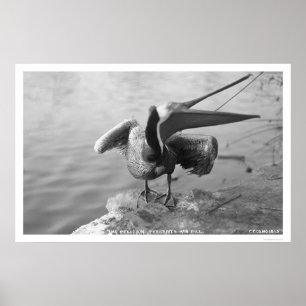 Pôster Pelicano que mostra fora Alaska 1918