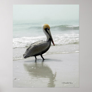 Poster Pelicano SeaFog