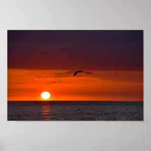 Poster Pelicano voando ao pôr do sol