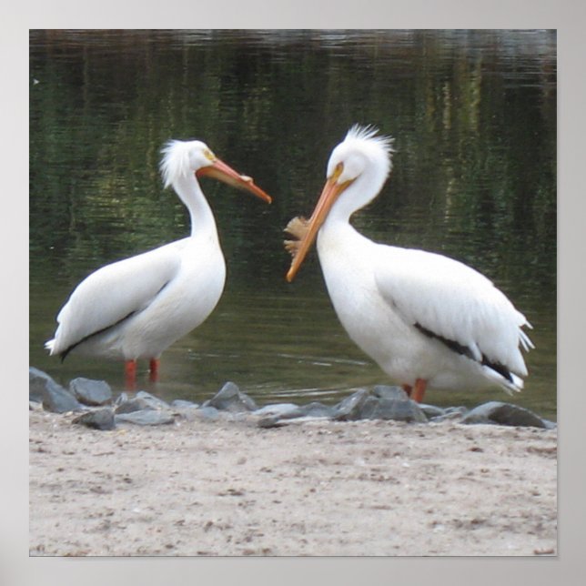 Poster Pelicanos (Frente)