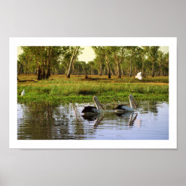 Poster Pelicanos australianos, Parque Nacional de Kakadu,