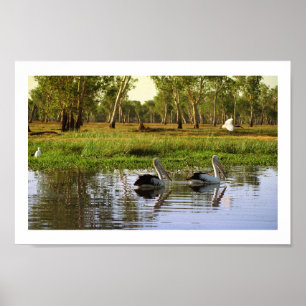 Poster Pelicanos australianos, Parque Nacional de Kakadu,