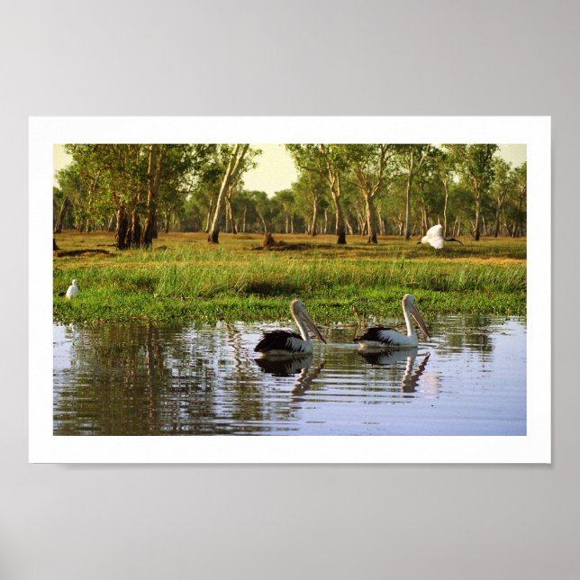Poster Pelicanos australianos, Parque Nacional de Kakadu, (Frente)