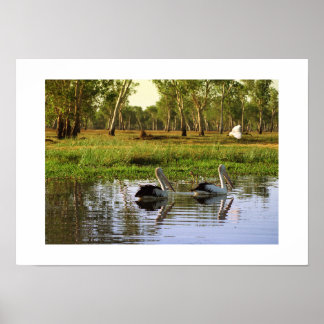 Poster Pelicanos Australianos: Parque Nacional Kakadu, NT