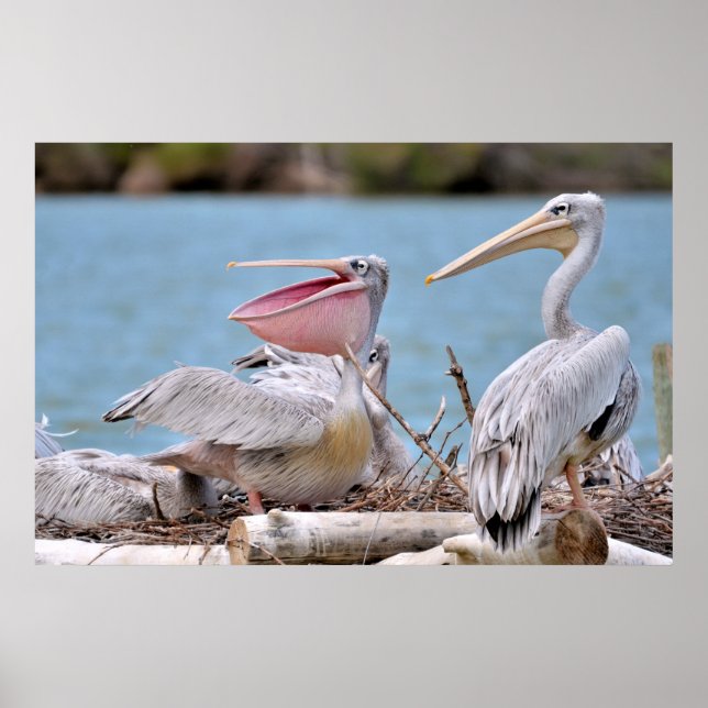 Poster Pelicanos de cor-de-rosa (Frente)