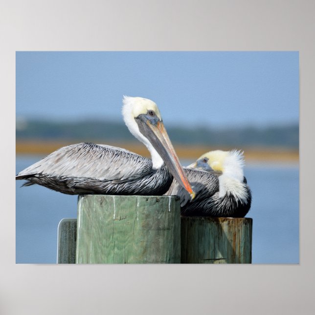 Poster Pelicanos descansando em uma pilha (Frente)