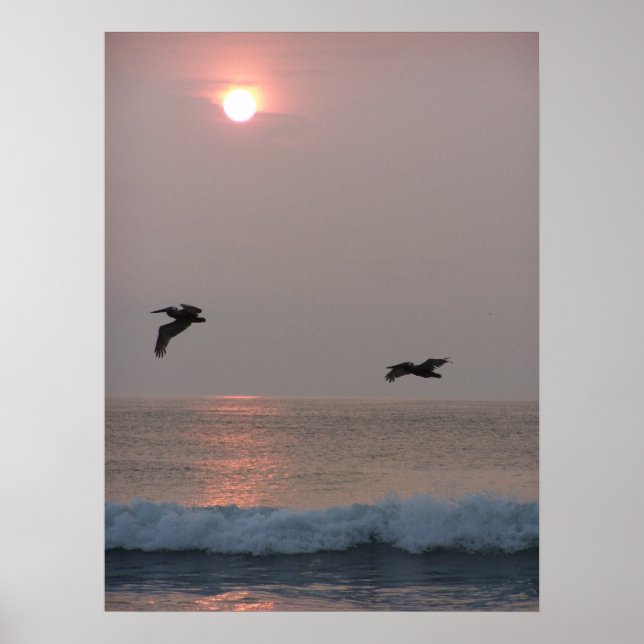 Poster Pelicanos em Sunrise (Frente)