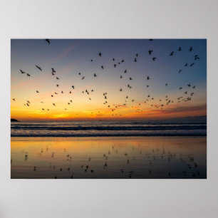 Poster Pelicanos em Sunset - Venice Beach, CA
